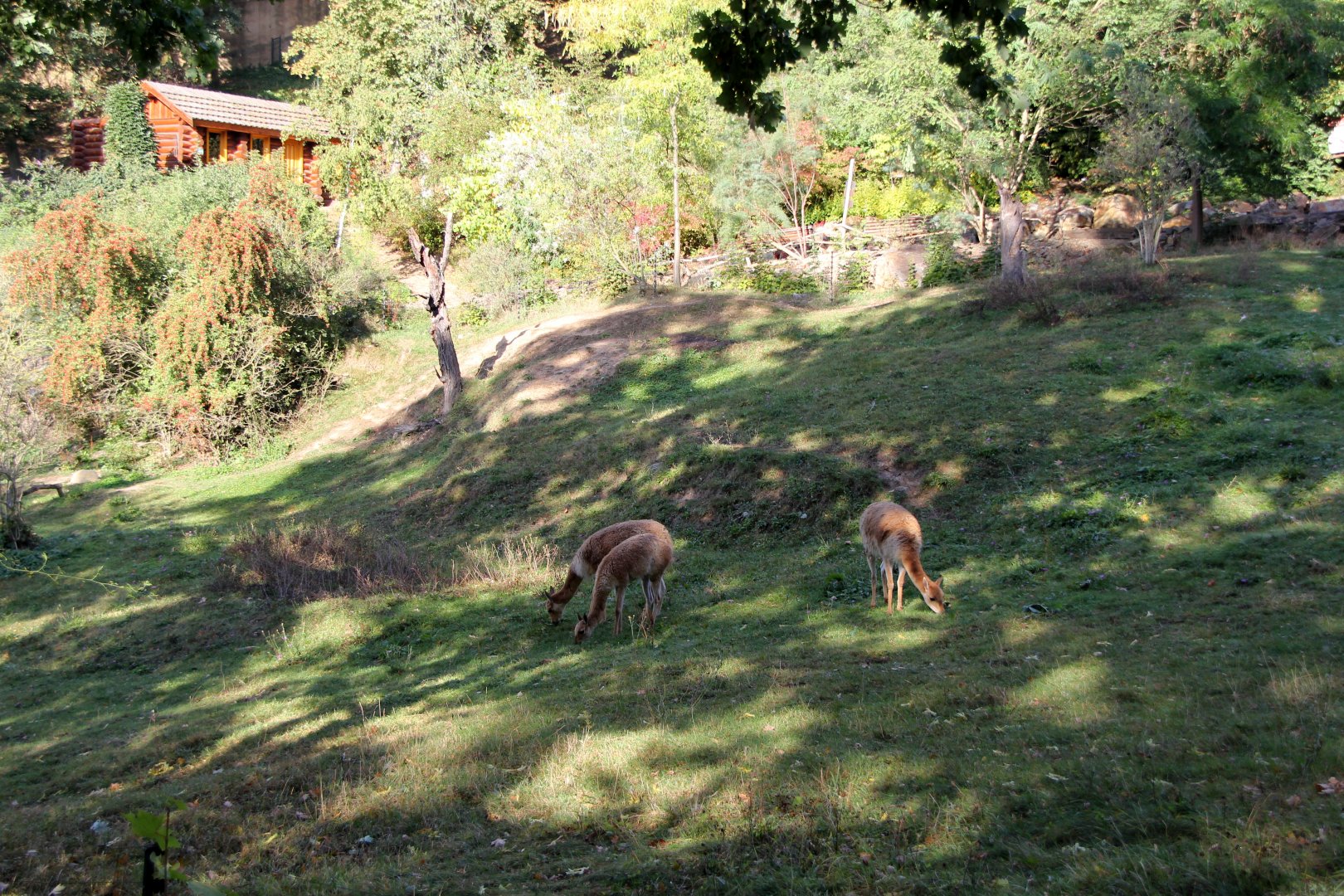 vicuña (Vicugna vicugna) exhibit