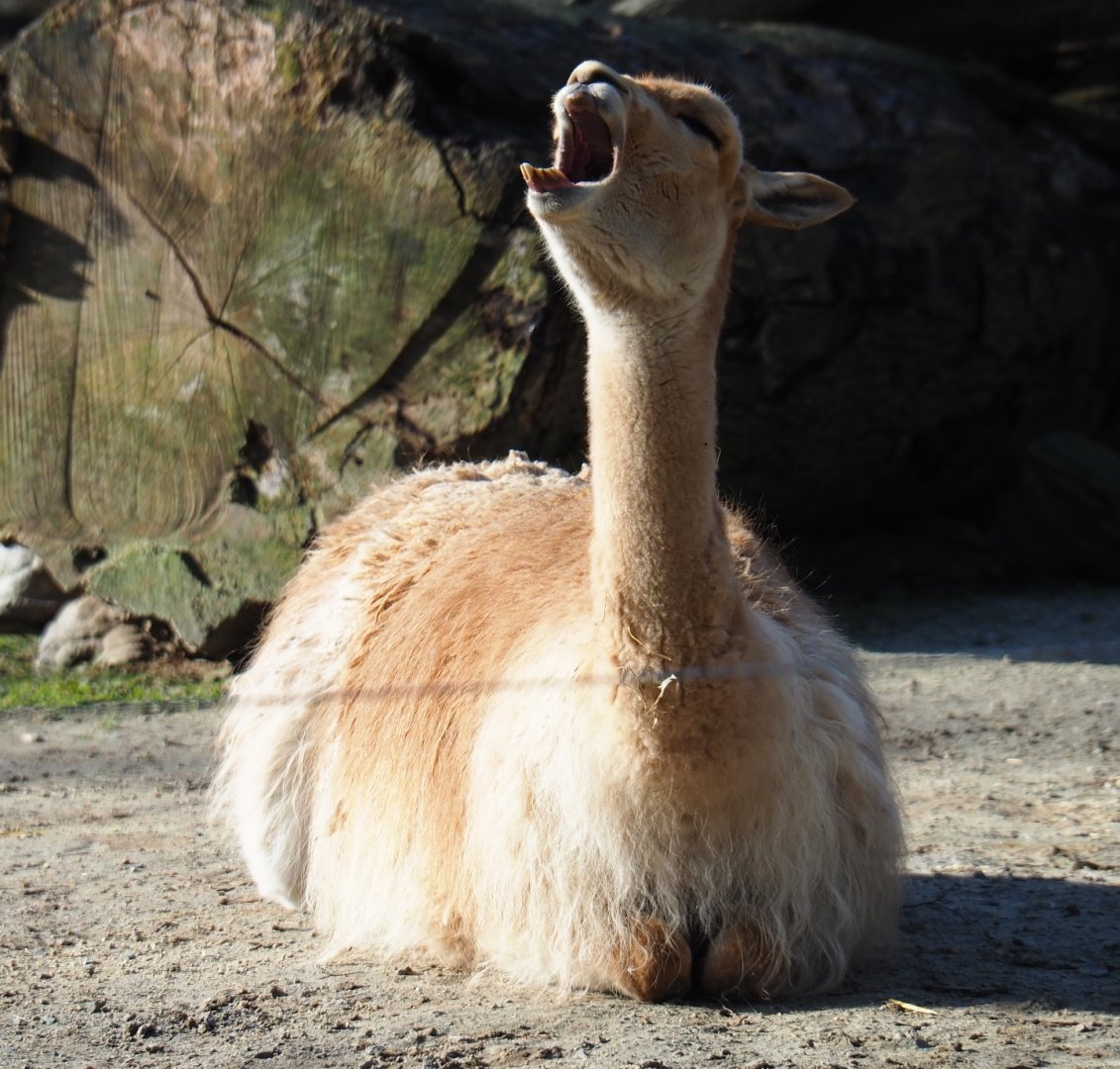 Vicuña (Vicugna vicugna), Feb 16th, 2019