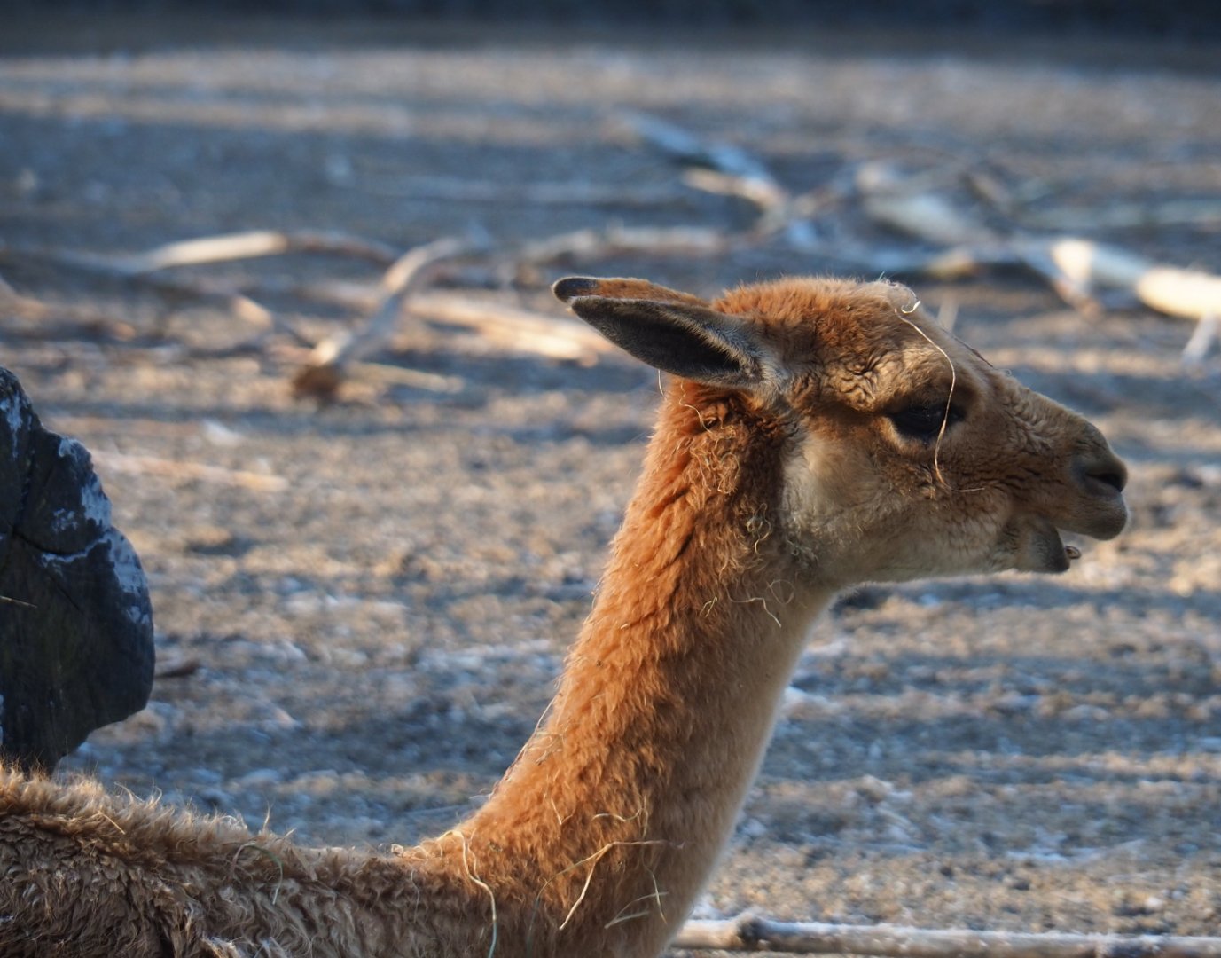 Vicuña (Vicugna vicugna), Jan 20th, 2019