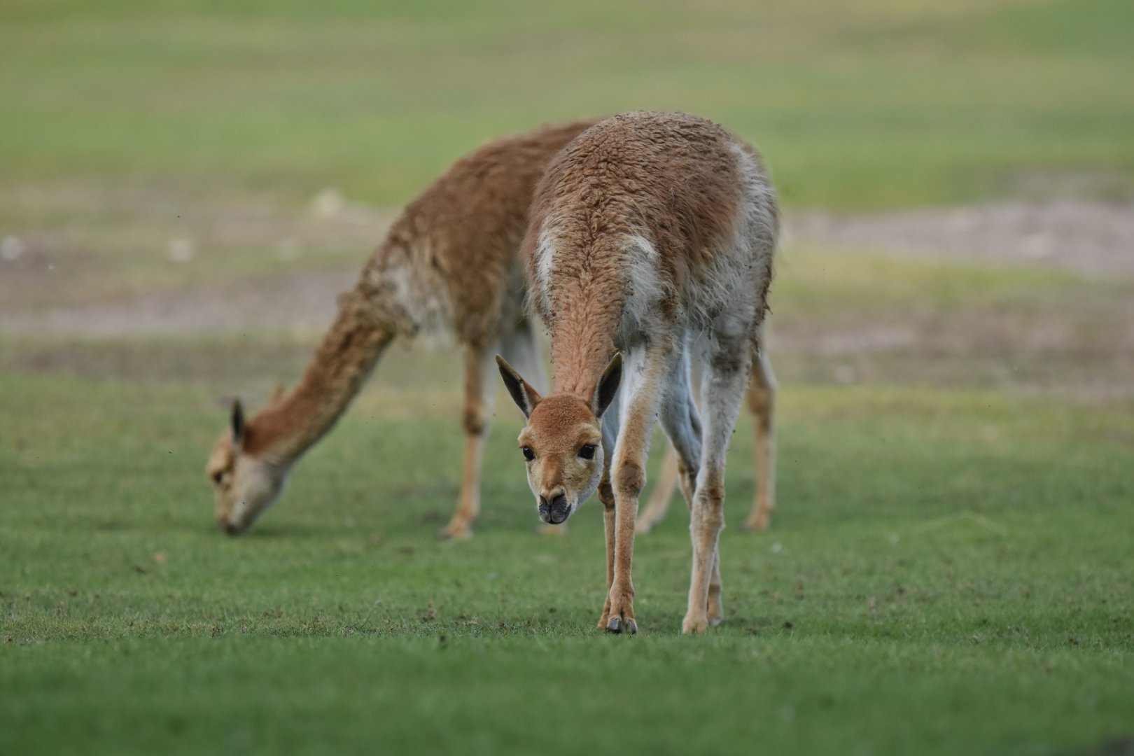 Vicuña (Vicugna vicugna)