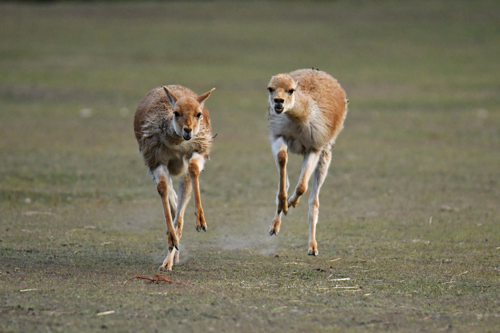 Vicuña (Vicugna vicugna)