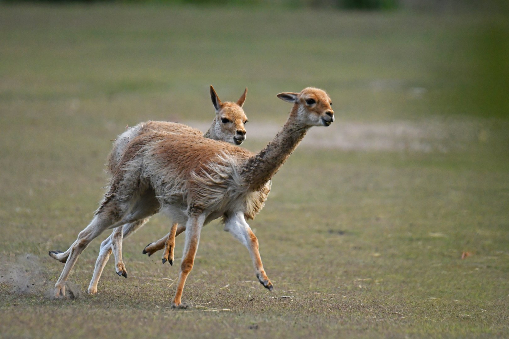 Vicuña (Vicugna vicugna)
