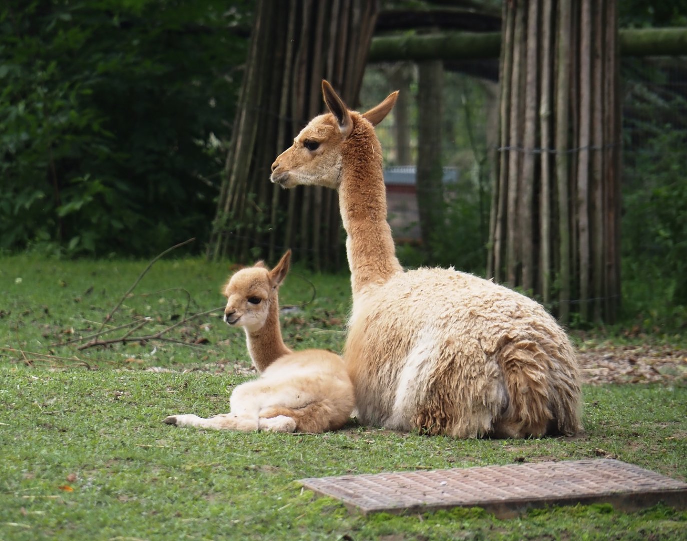 Vicuña with cria (Vicugna vicugna), 2024-09-17