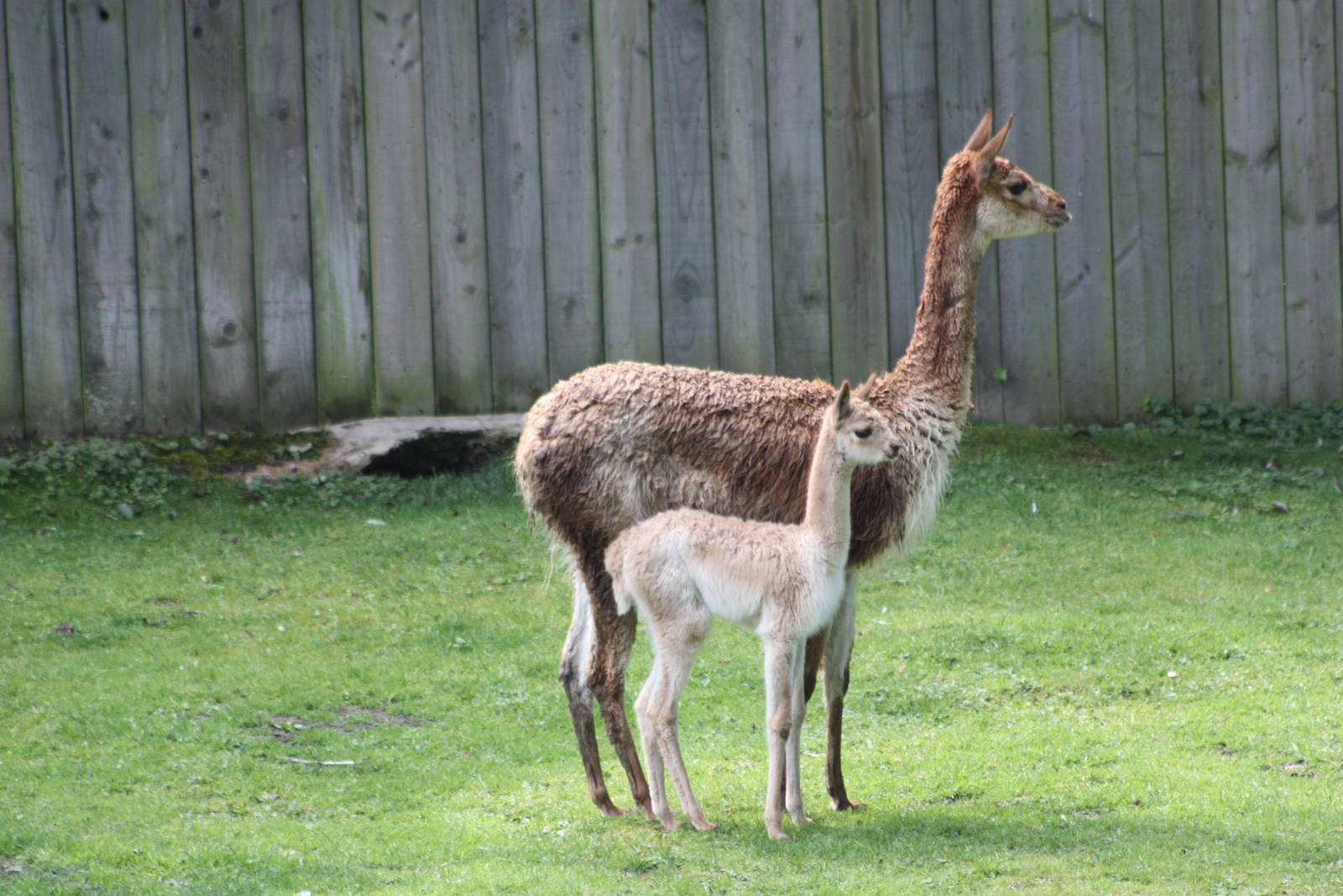 Vicuna with youngster, 7th July 2014