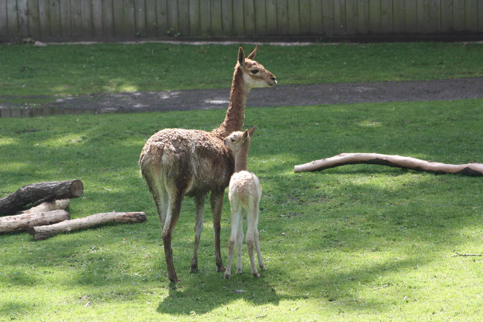 Vicuna with youngster, 7th July 2014