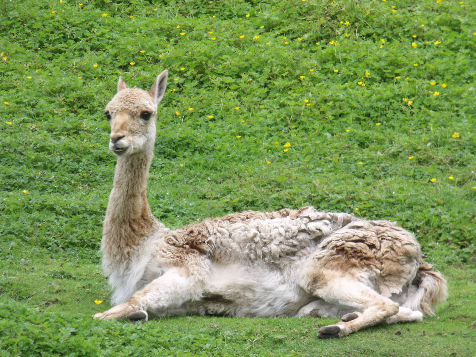 Vicuna