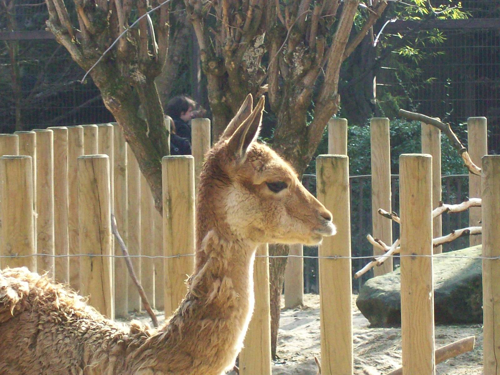 Vicuña