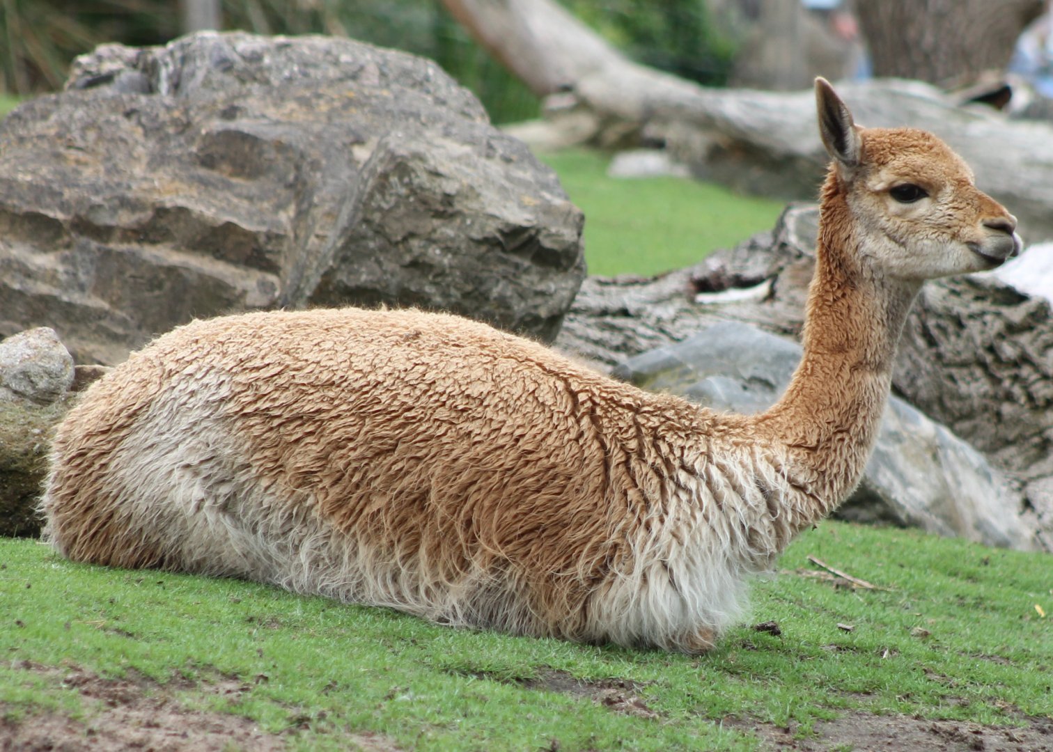 Vicuna