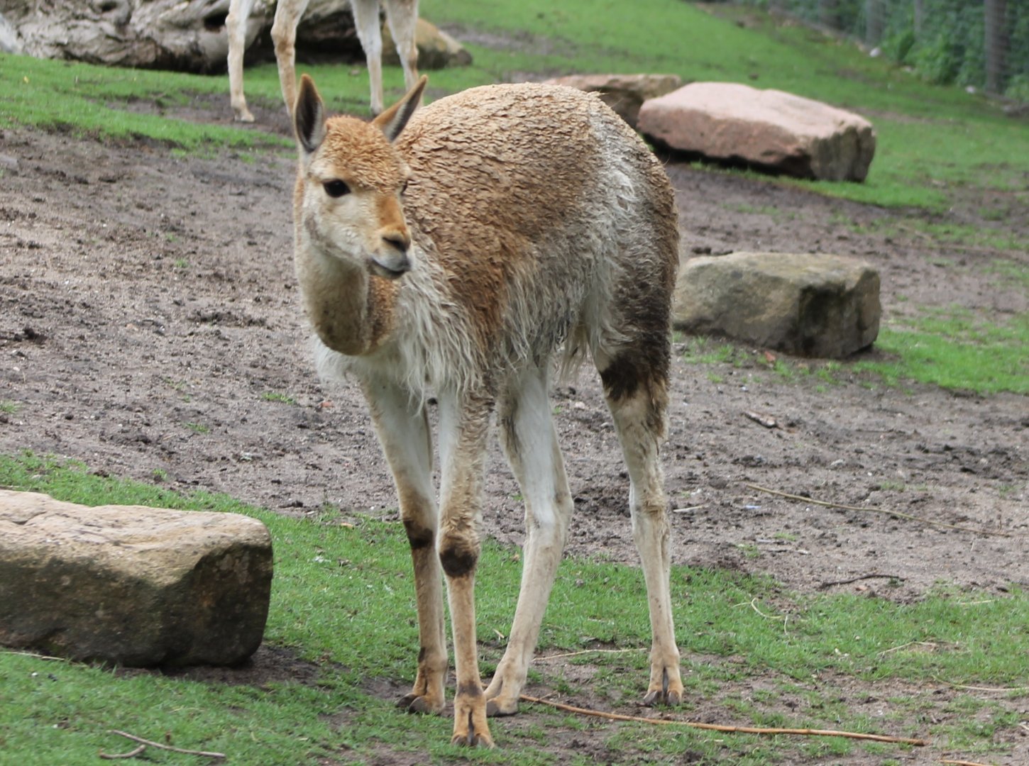 Vicuna