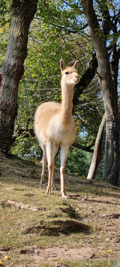 Vicuna