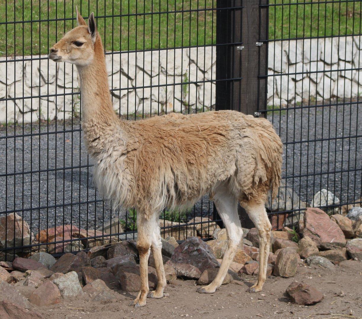 Vicuna