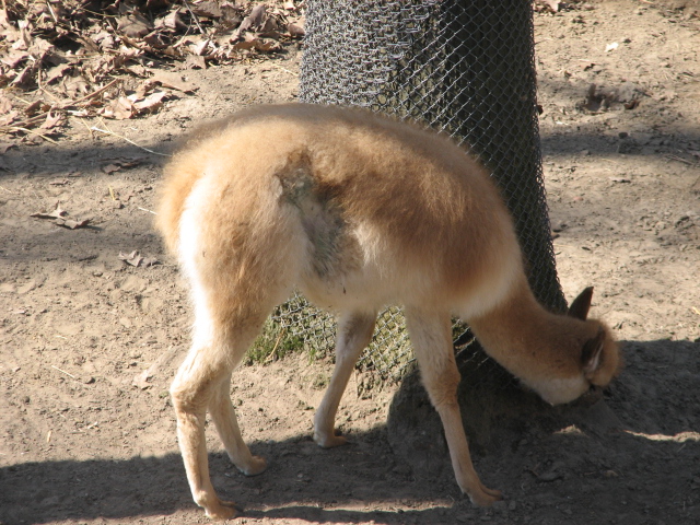 Vicuna