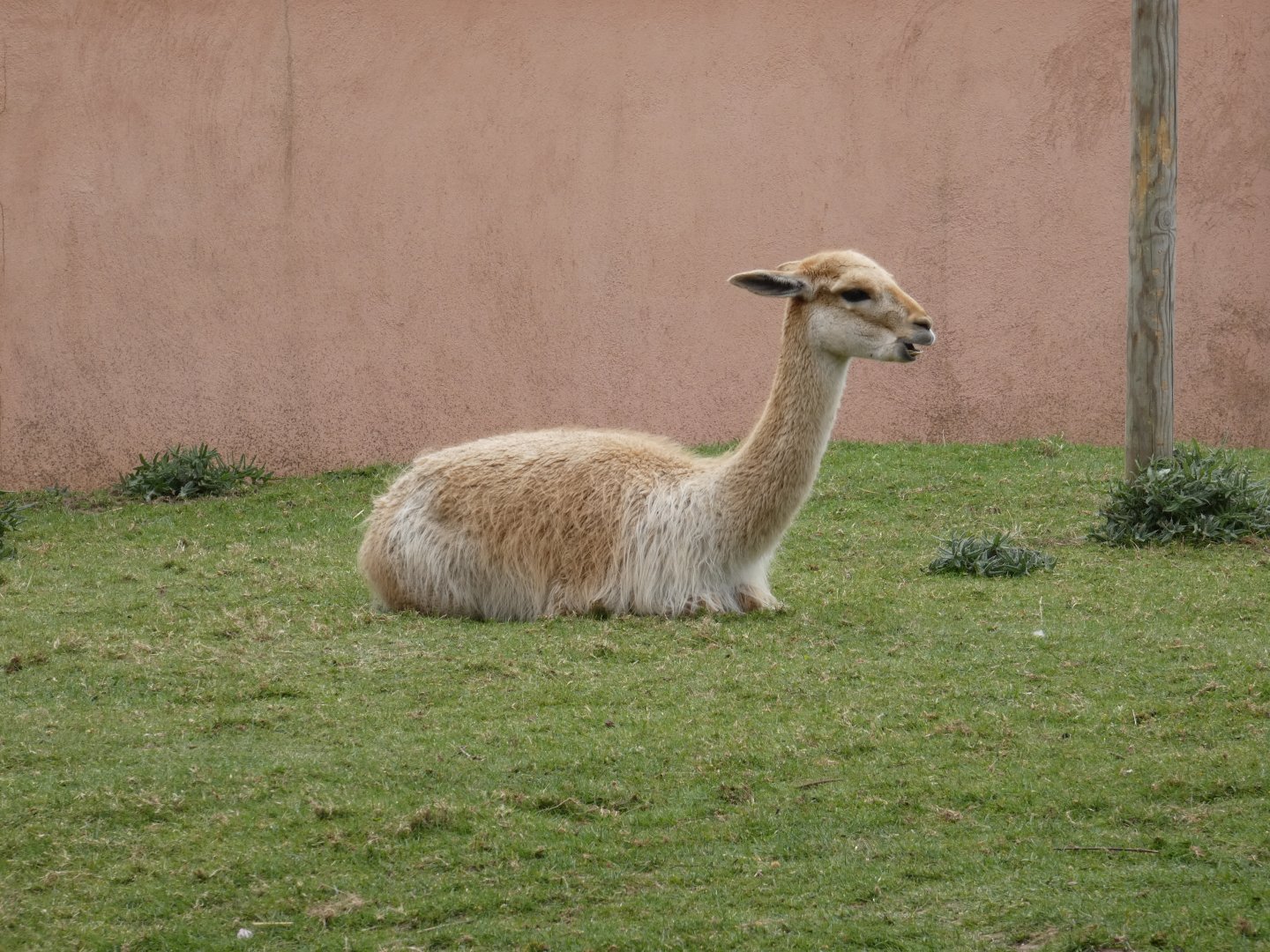 Vicuna