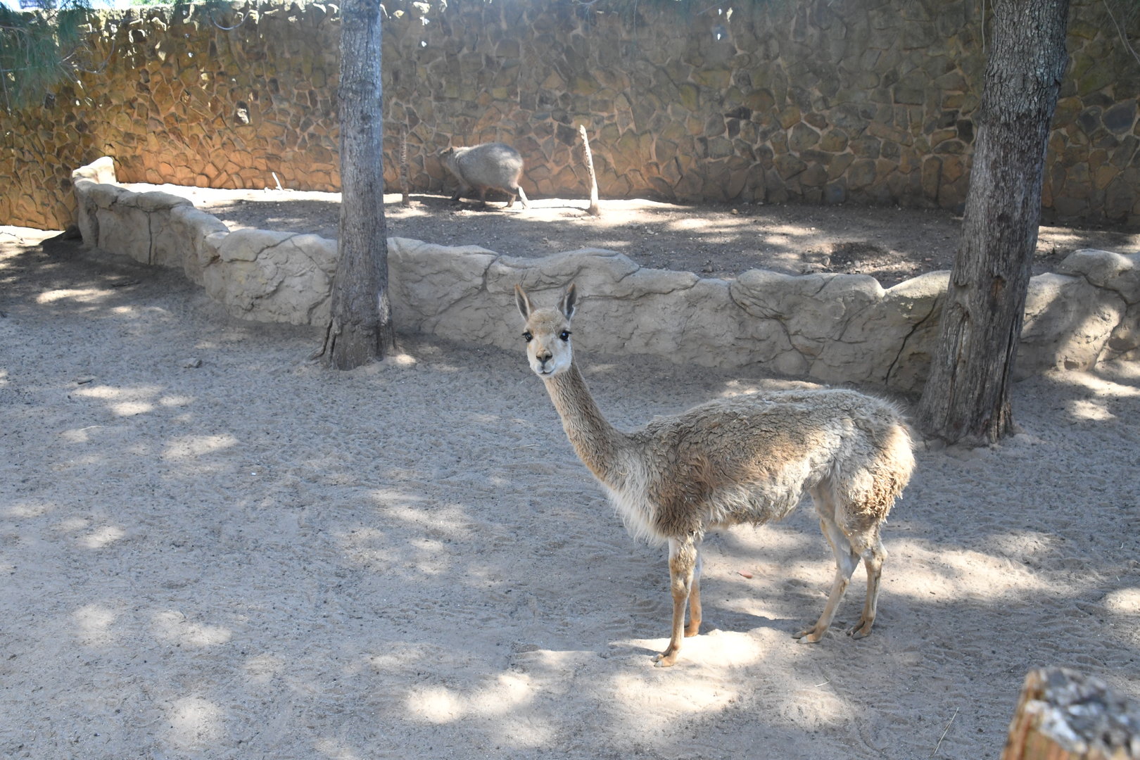Vicuna