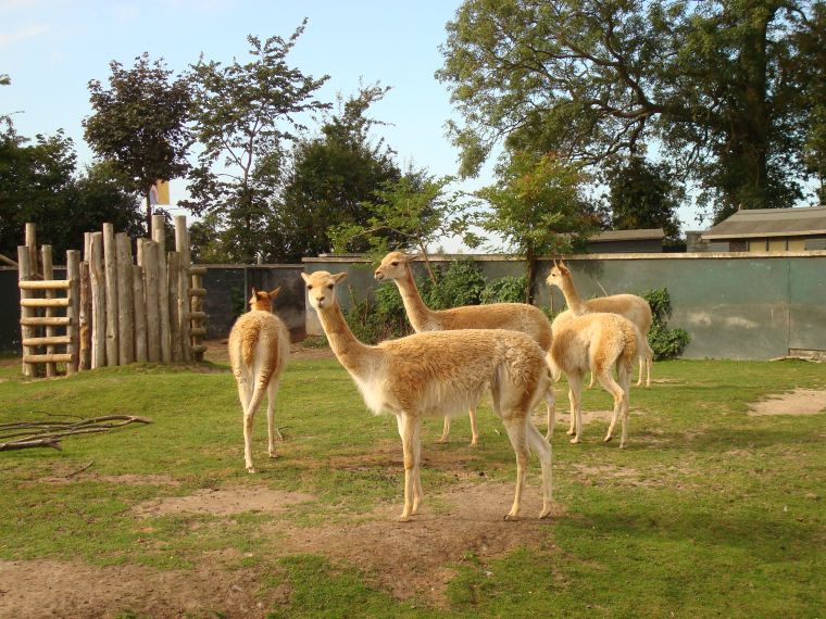 Vicuna