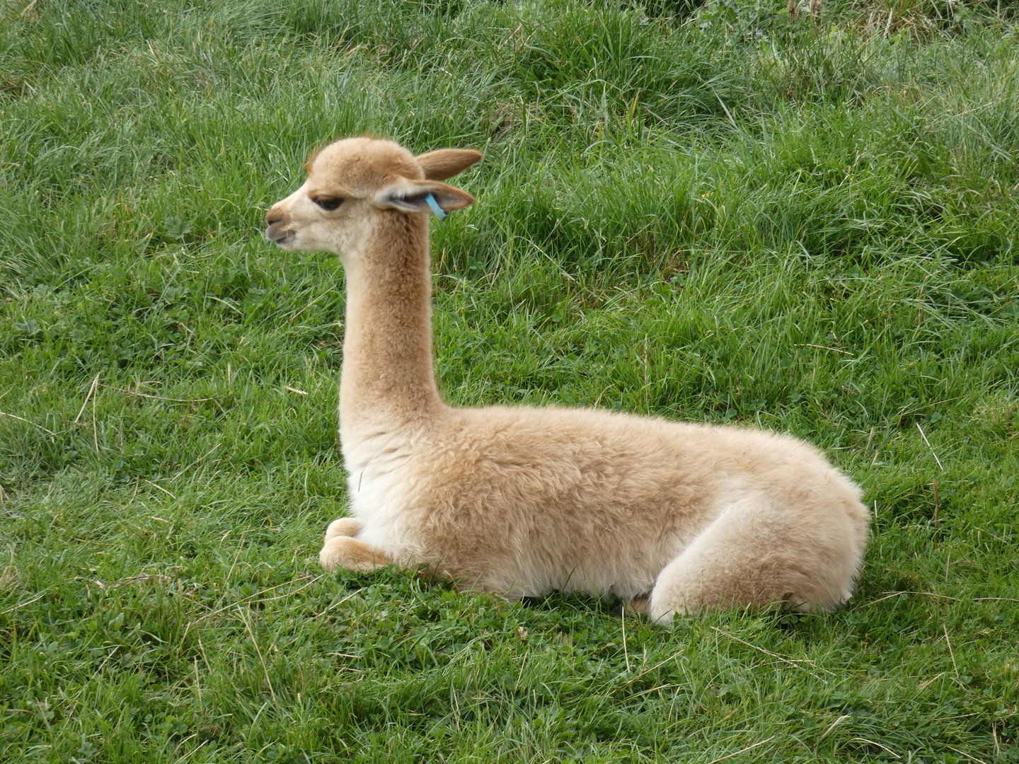 Vicuna
