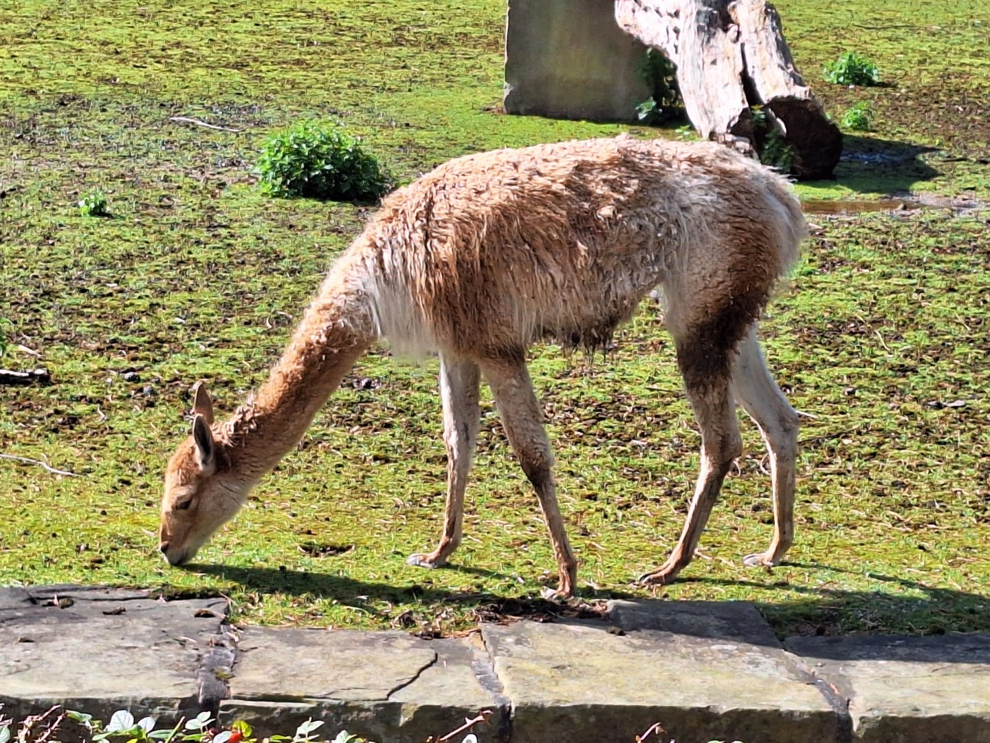 Vicuna