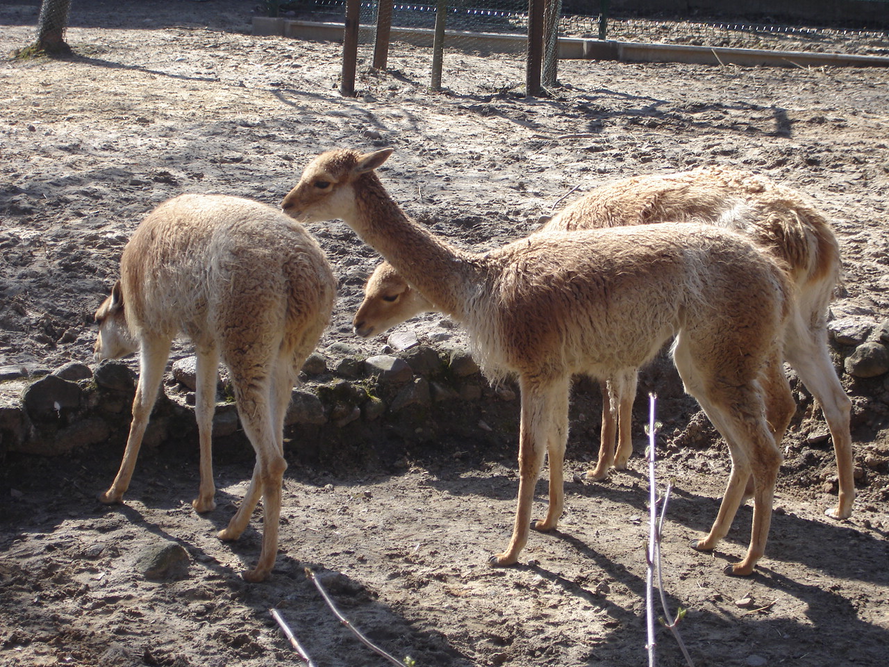 Vicuna