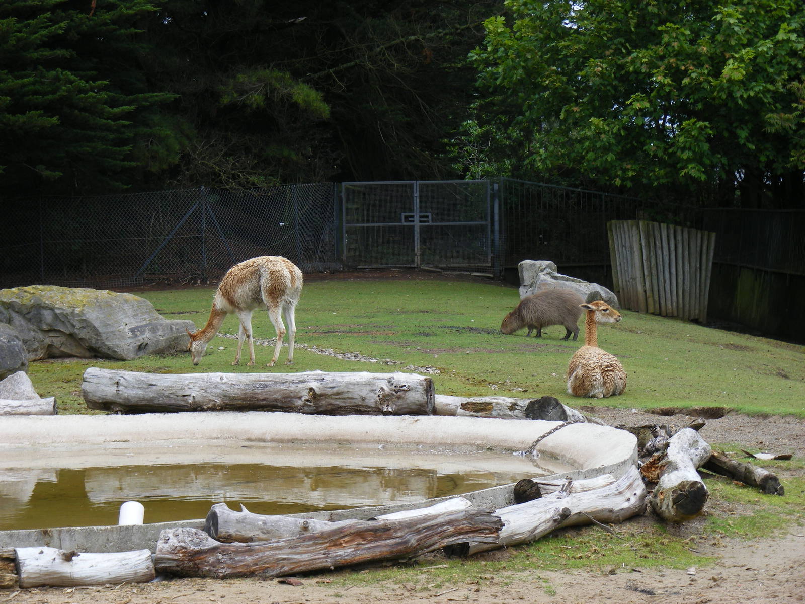 Vicunas and capybara at Blackpool Zoo, 13 June 2011