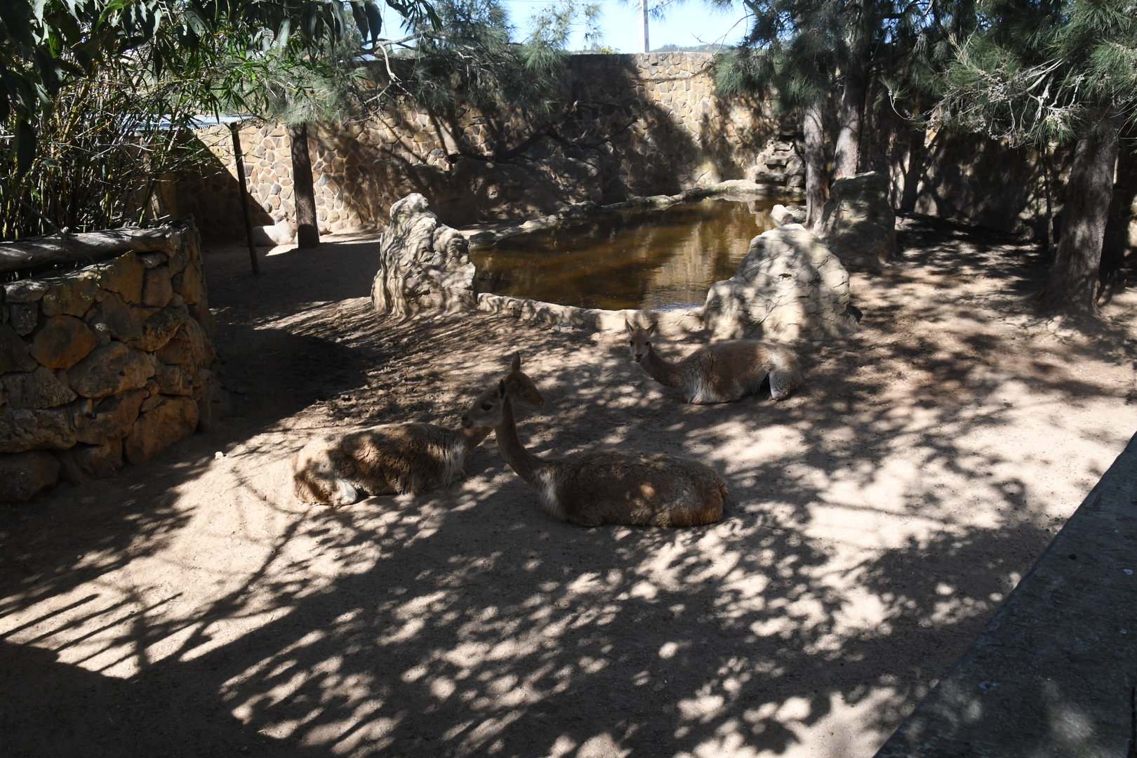 Vicunas and Capybaras paddock