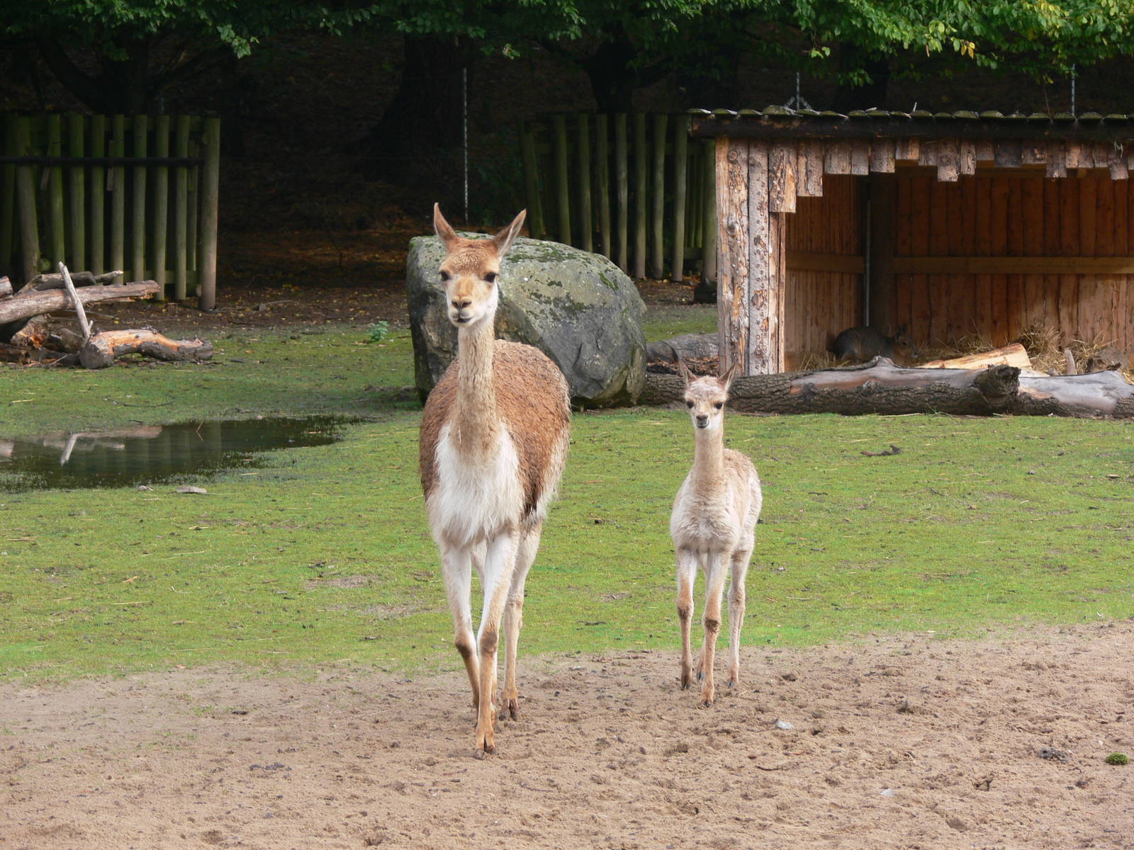 Vicunas at Blackpool Zoo, 19/10/13