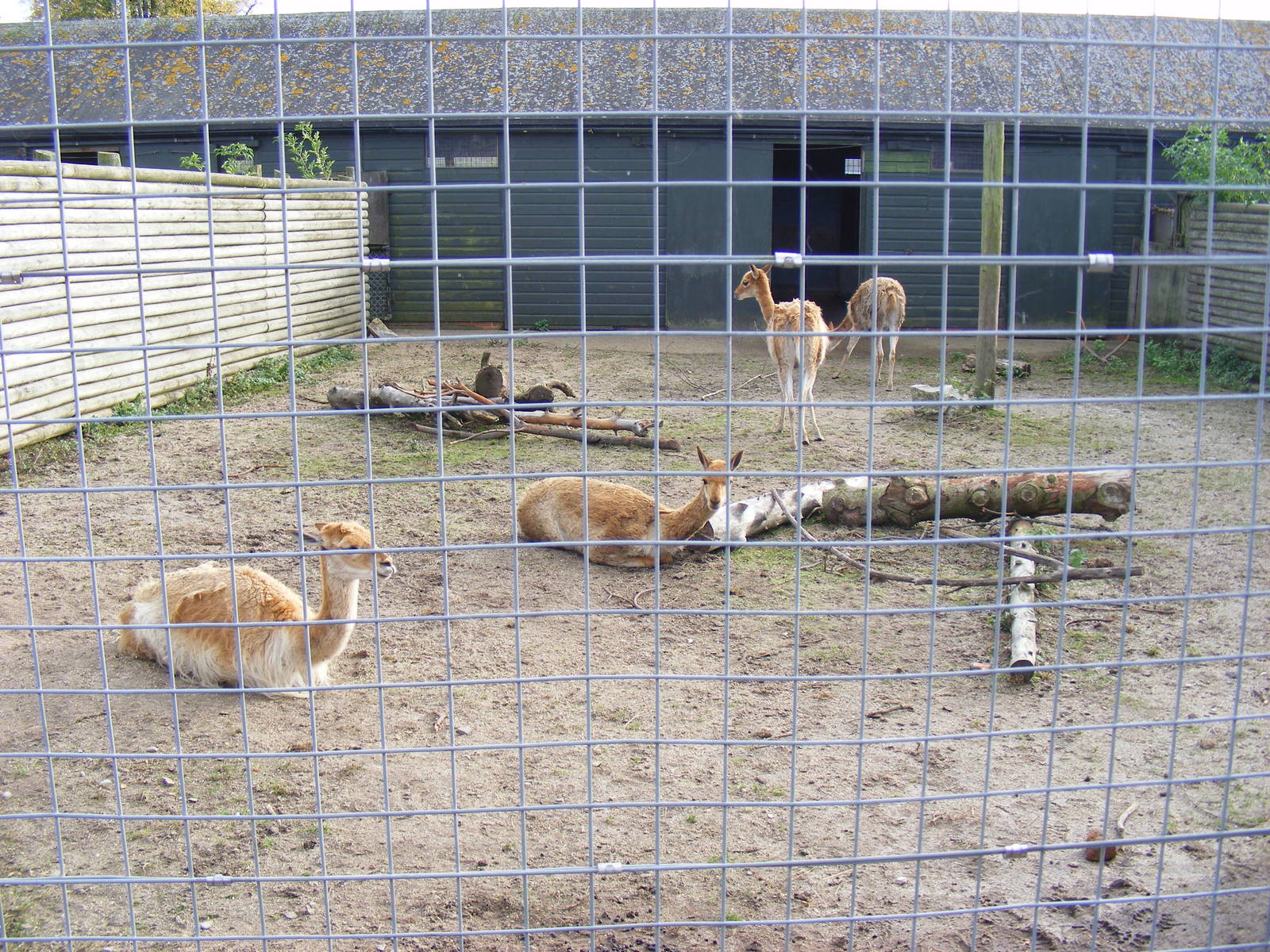 Vicunas at Marwell Wildlife, 25 October 2009