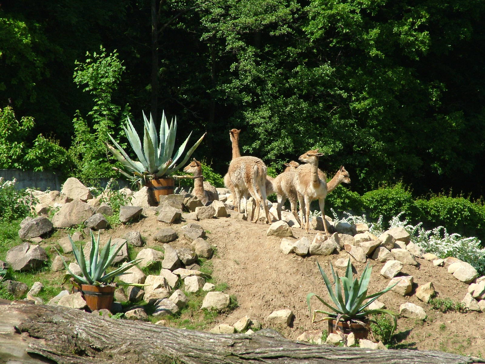 Vicunas at Zlin, 28/05/10