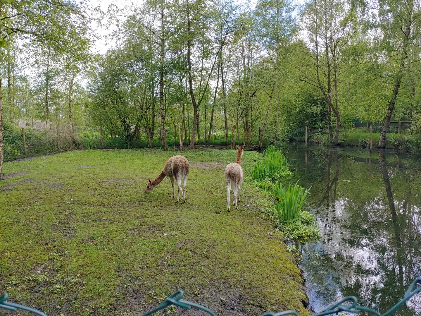 Vicuña's in the former Emu enclosure