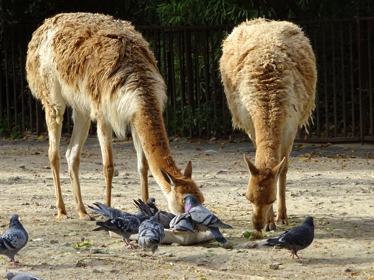 Vicuñas (Lama vicugna) and pigeons