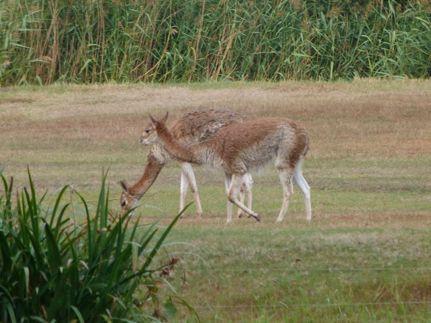 Vicuñas -Tierpark Berlin (2024)