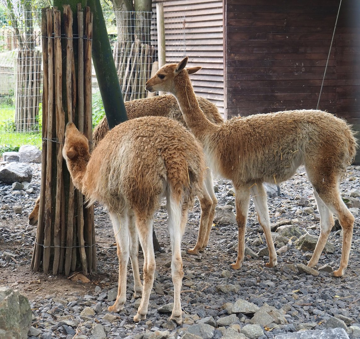 Vicuñas (Vicugna pacos), 2023-10-13
