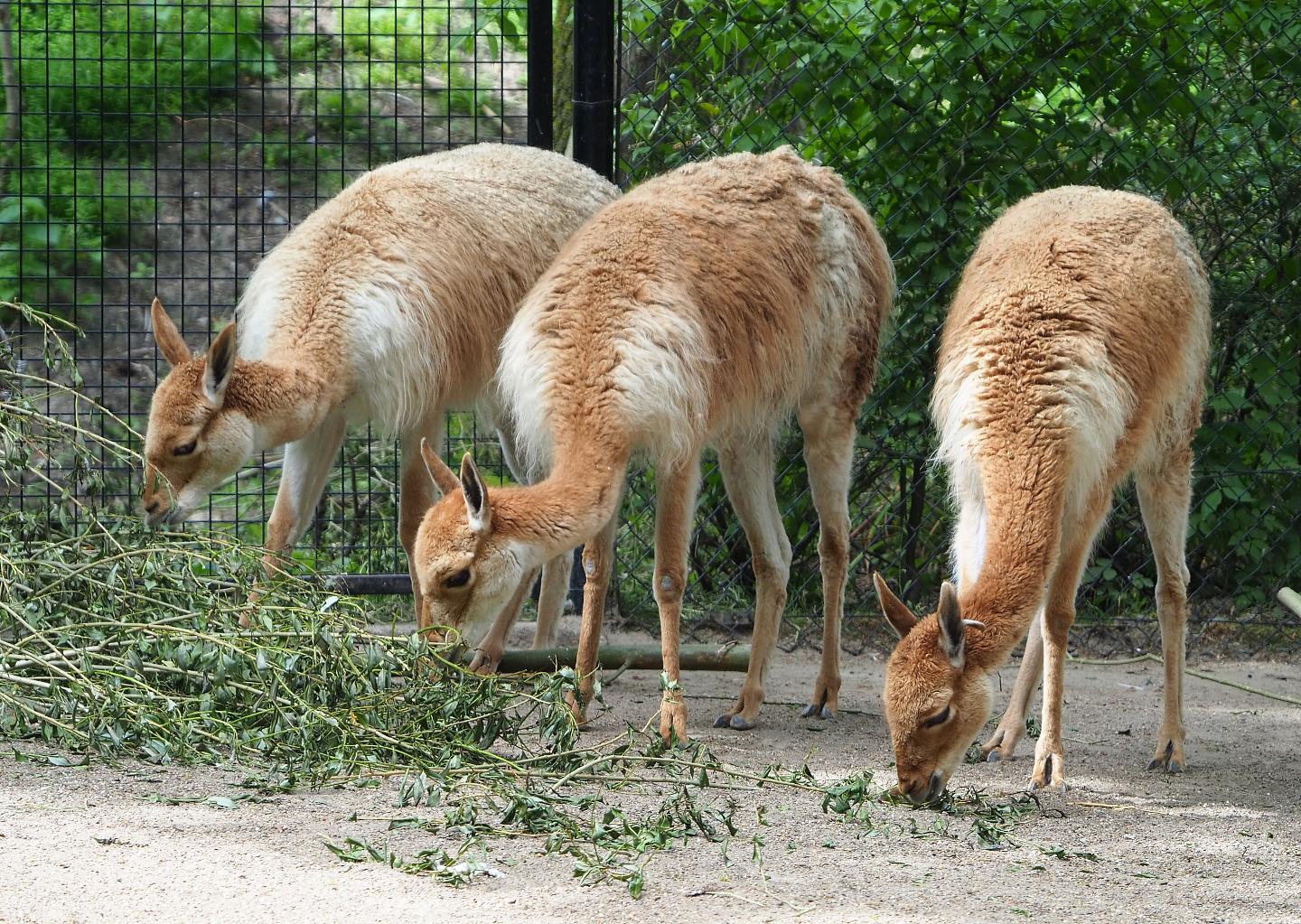 Vicuñas (Vicugna vicugna), 2020-05-23