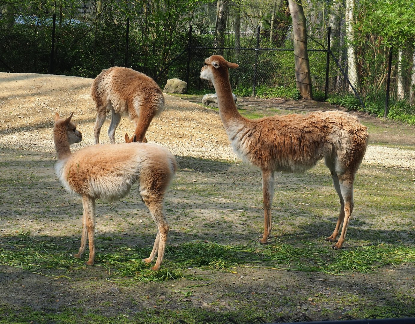 Vicuñas (Vicugna vicugna), 2023-04-18
