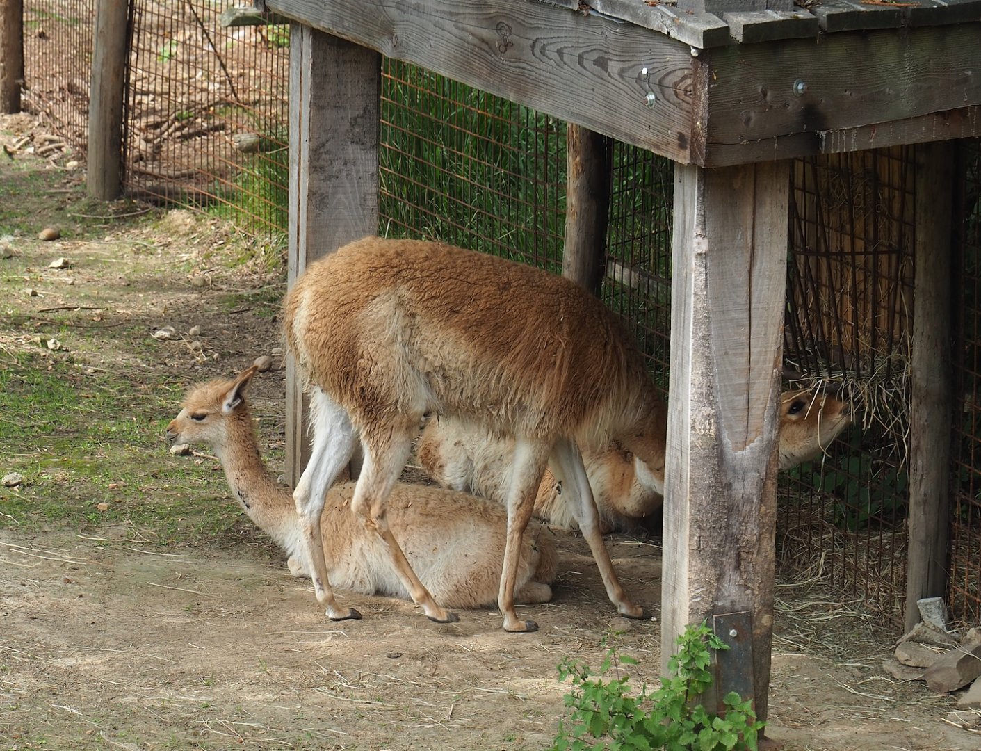 Vicuñas (Vicugna vicugna), 2023-07-18