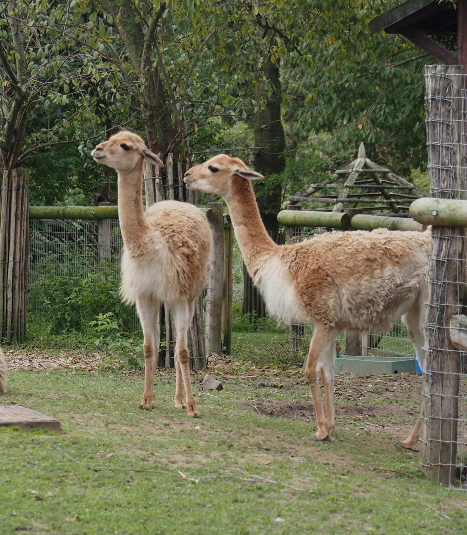 Vicuñas (Vicugna vicugna), 2024-09-17