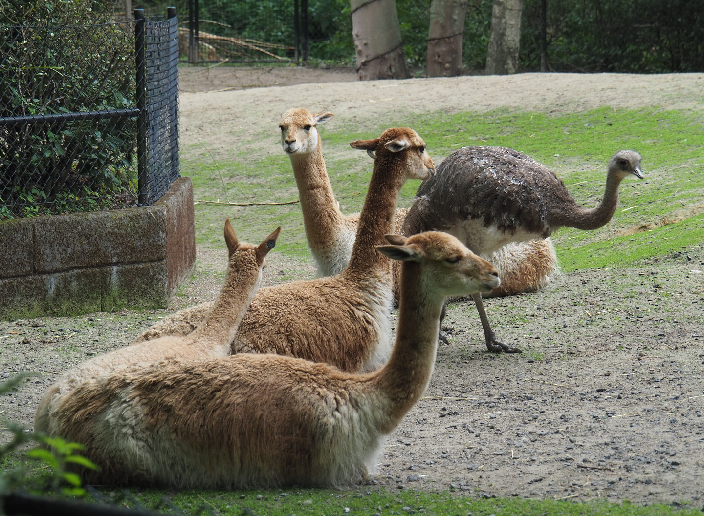 Vicuñas (Vicugna vicugna) and Darwin's rhea (Rhea pennata), 2020-07-14