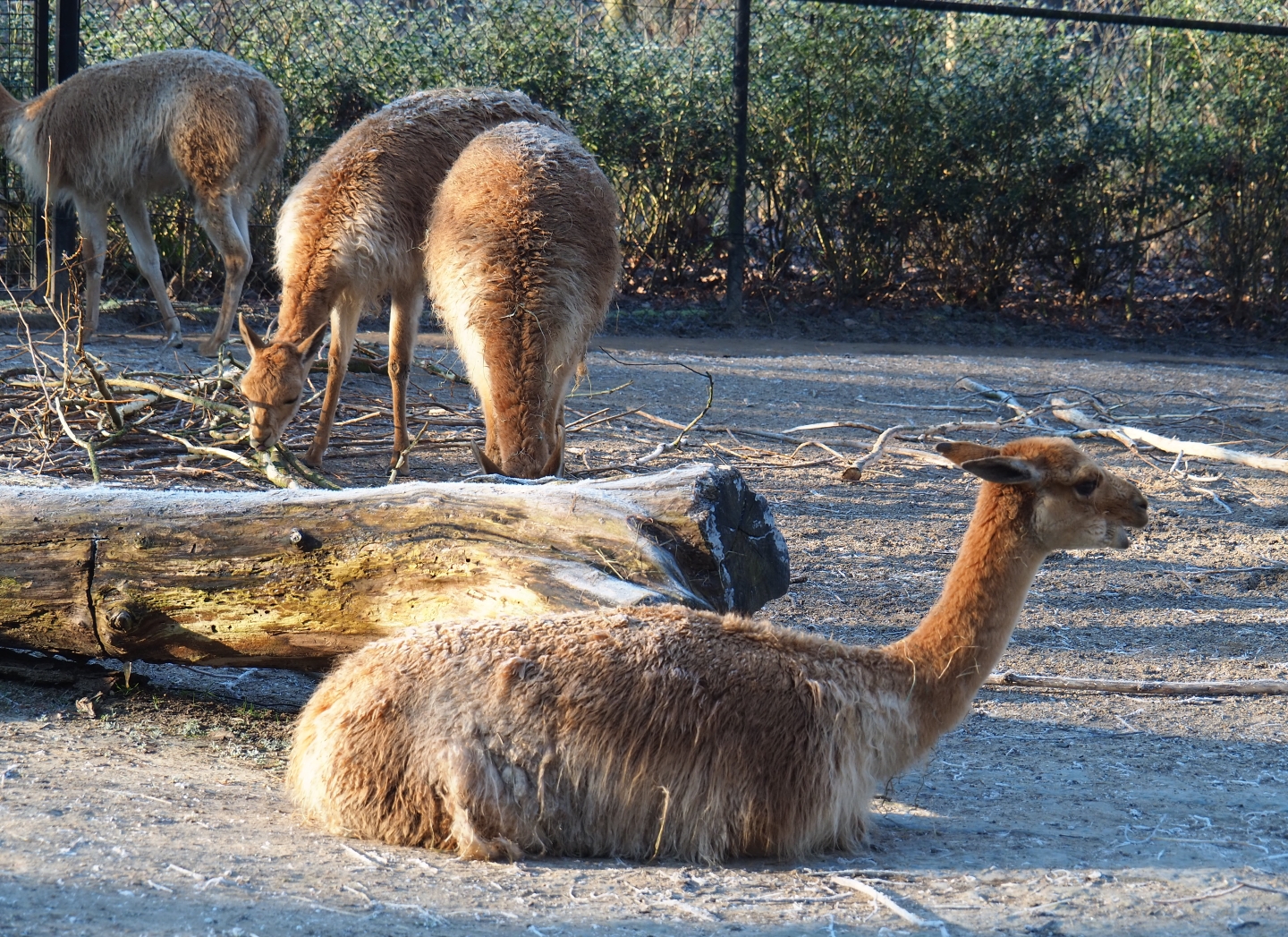 Vicuñas (Vicugna vicugna), Jan 20th, 2019