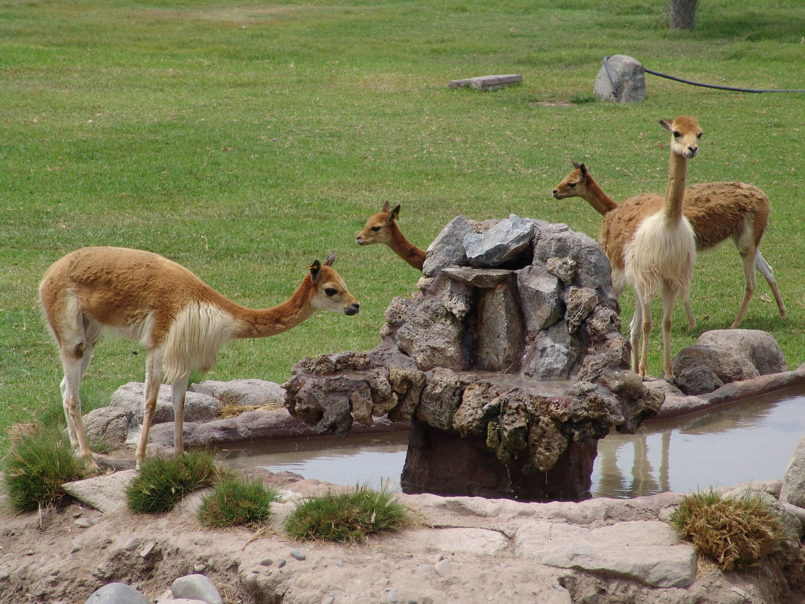 Vicuñas (Vicugna vicugna)