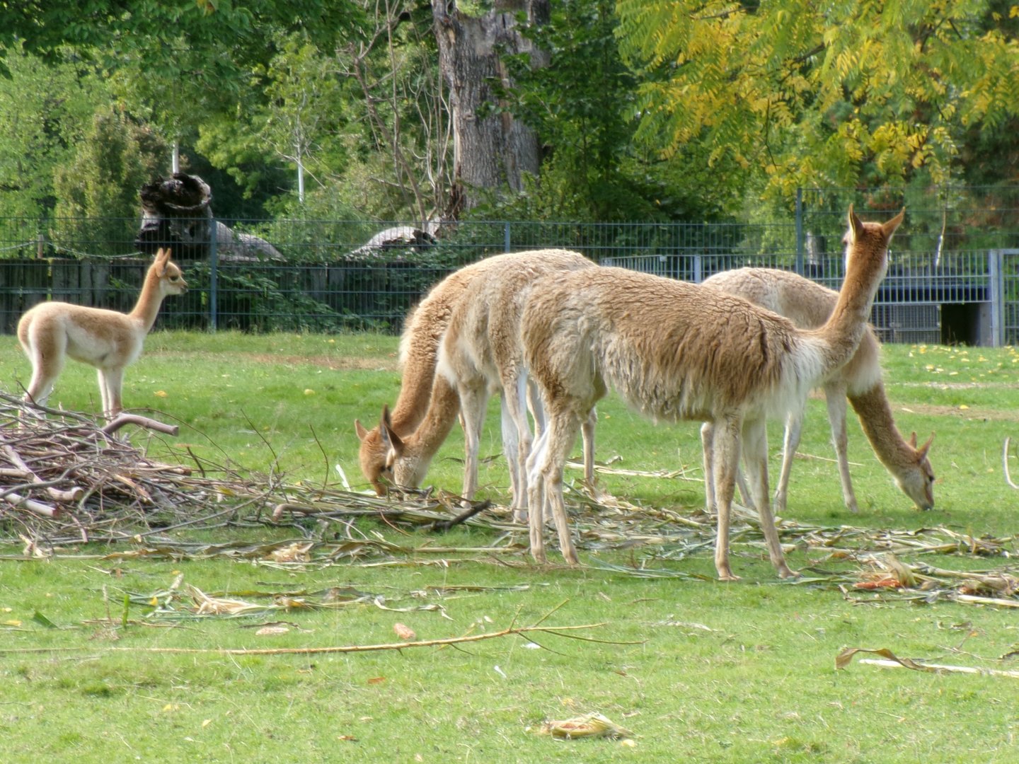 Vicuñas