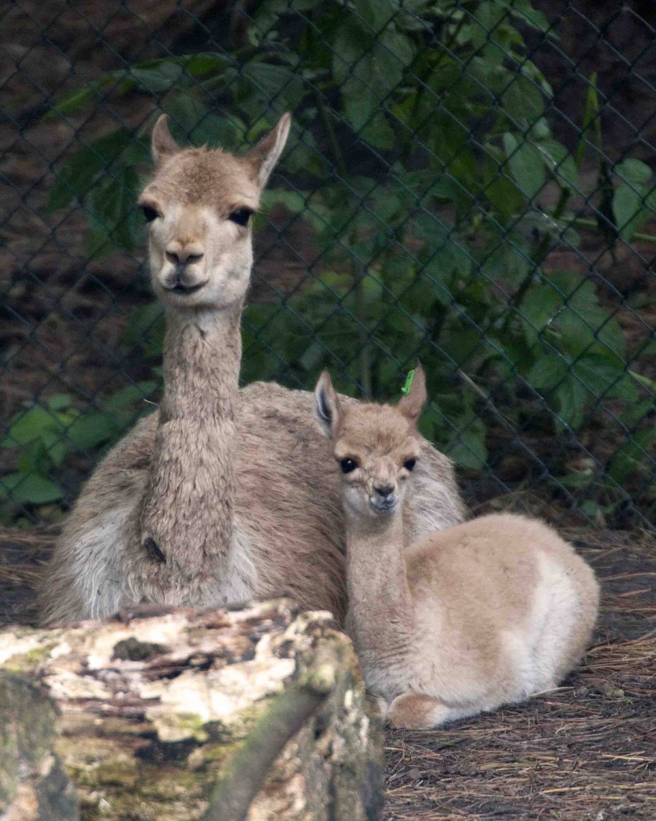 Vicunga and week old baby