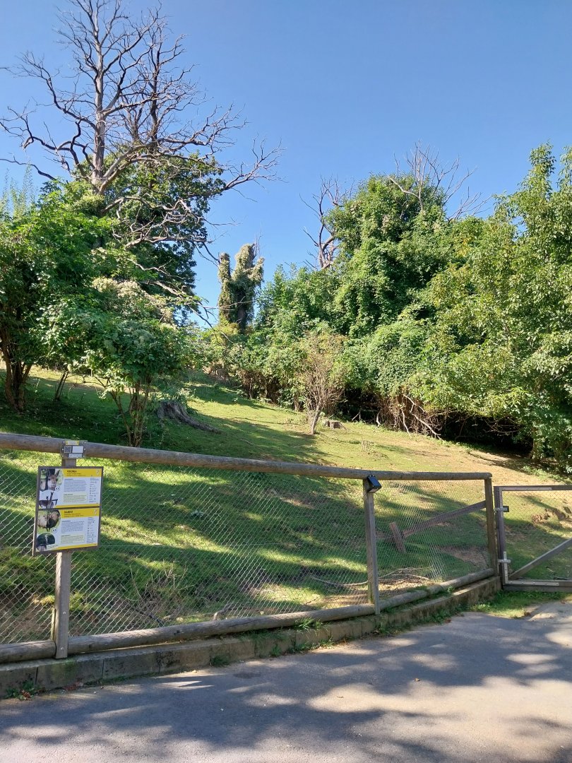 Vicunha & greater rhea enclosure