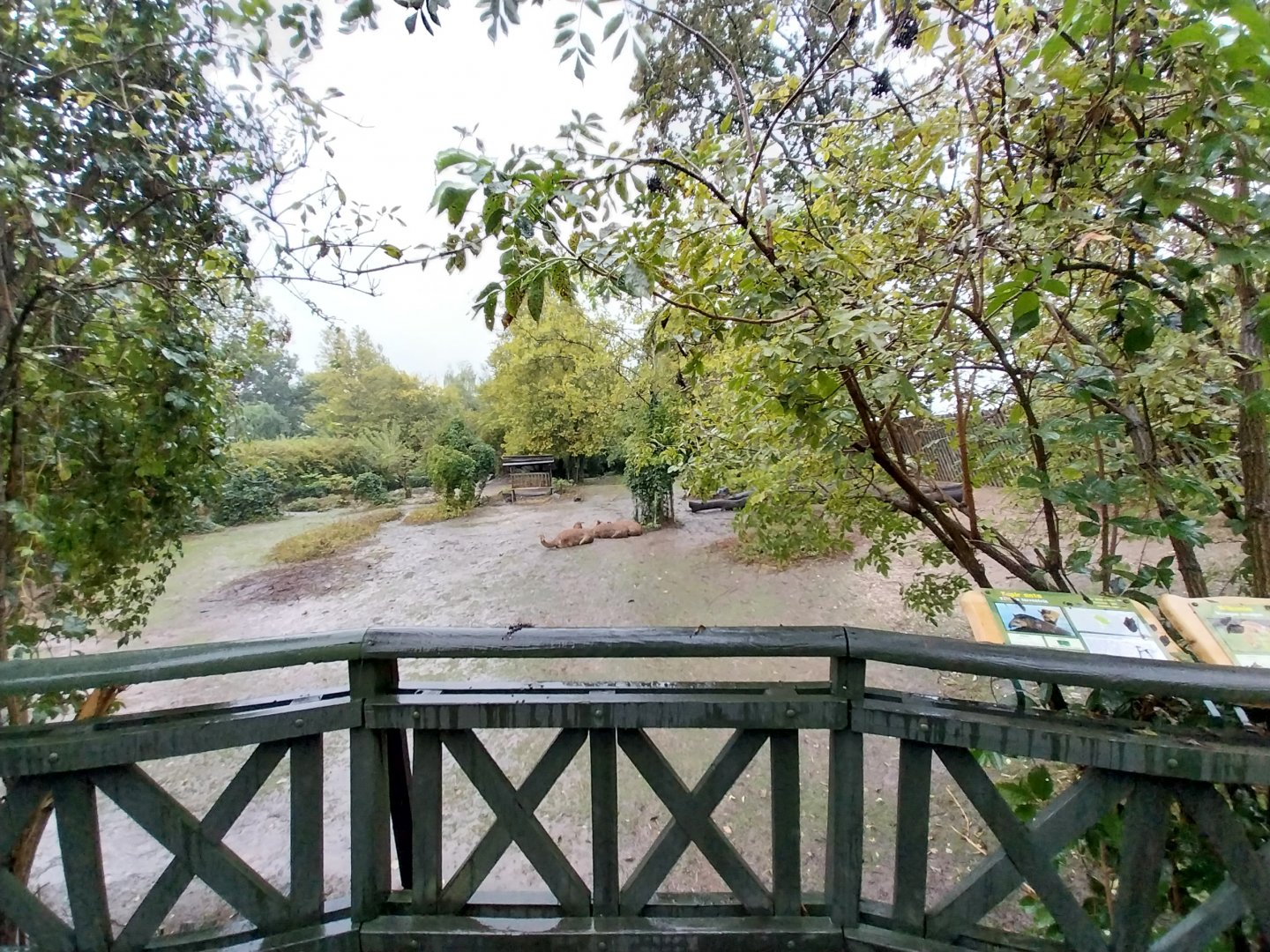 Vicunha - South American tapir exhibit