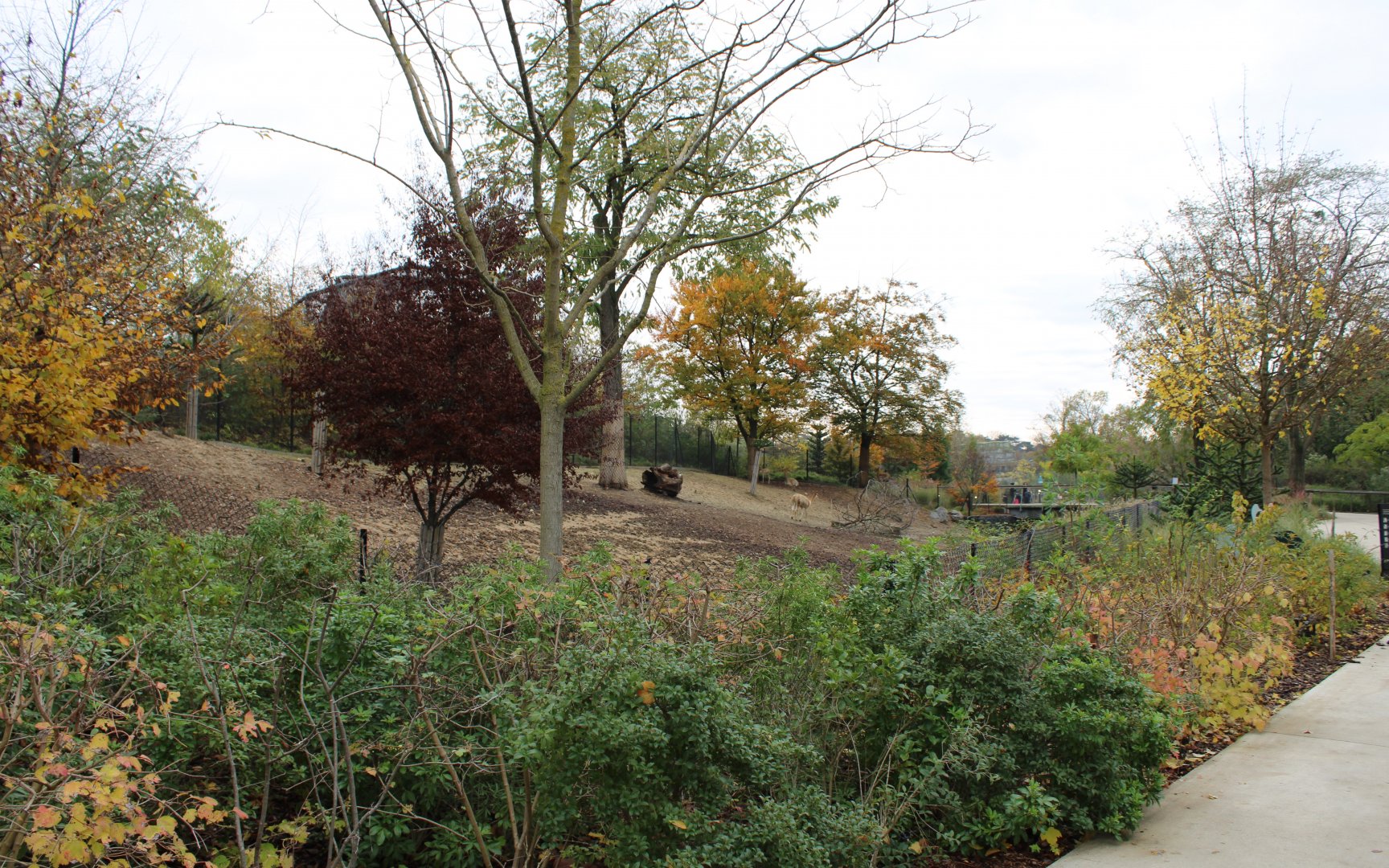 Vicunja and Common rhea enclosure