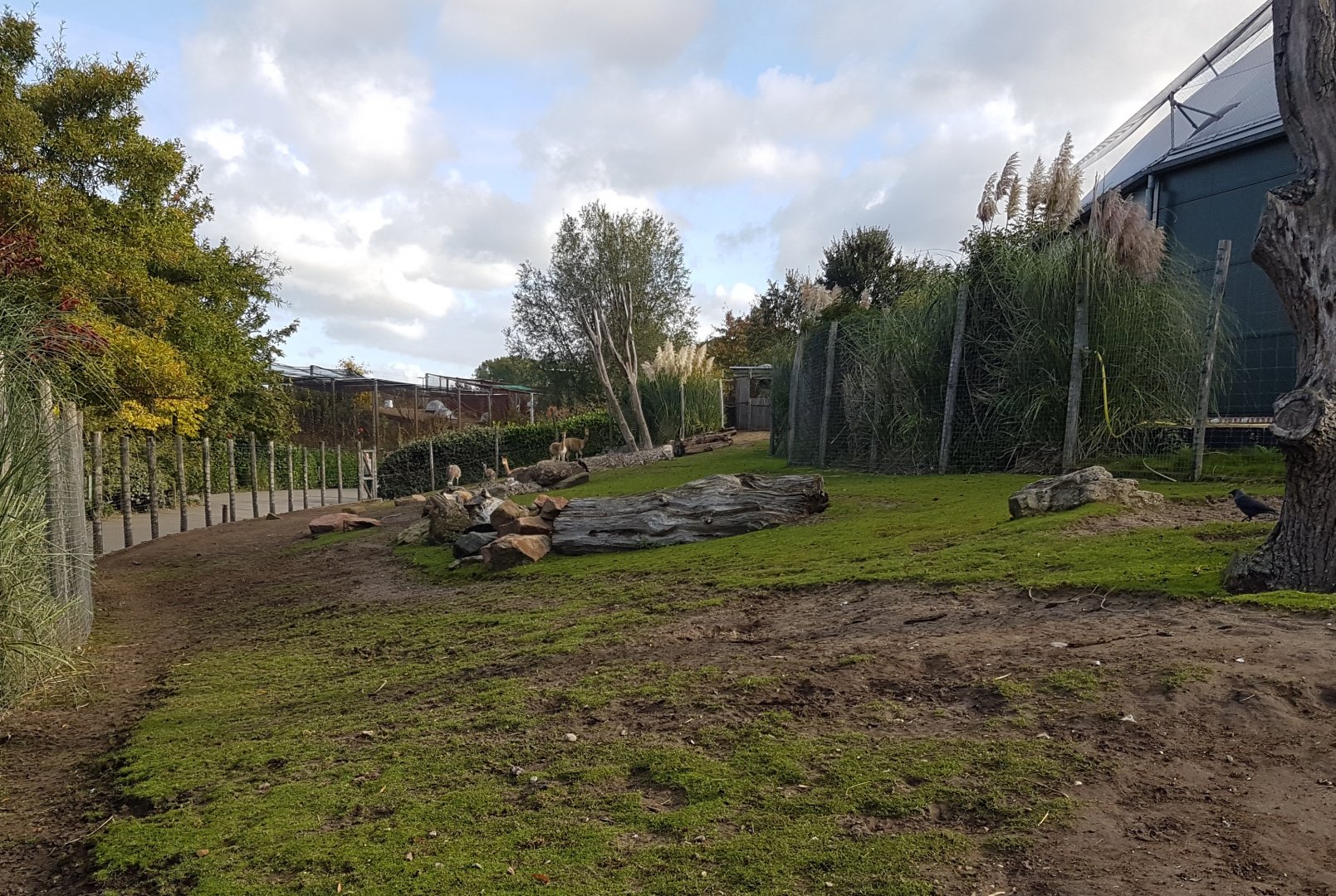 Vicunja - Darwin rhea enclosure