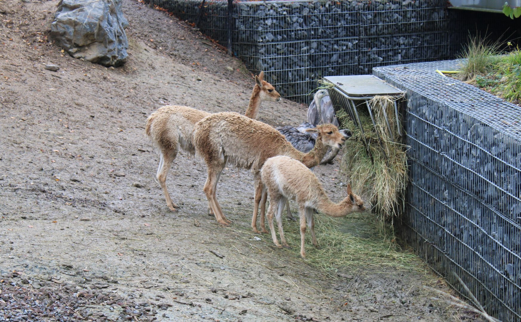 Vicunjas and Common rheas