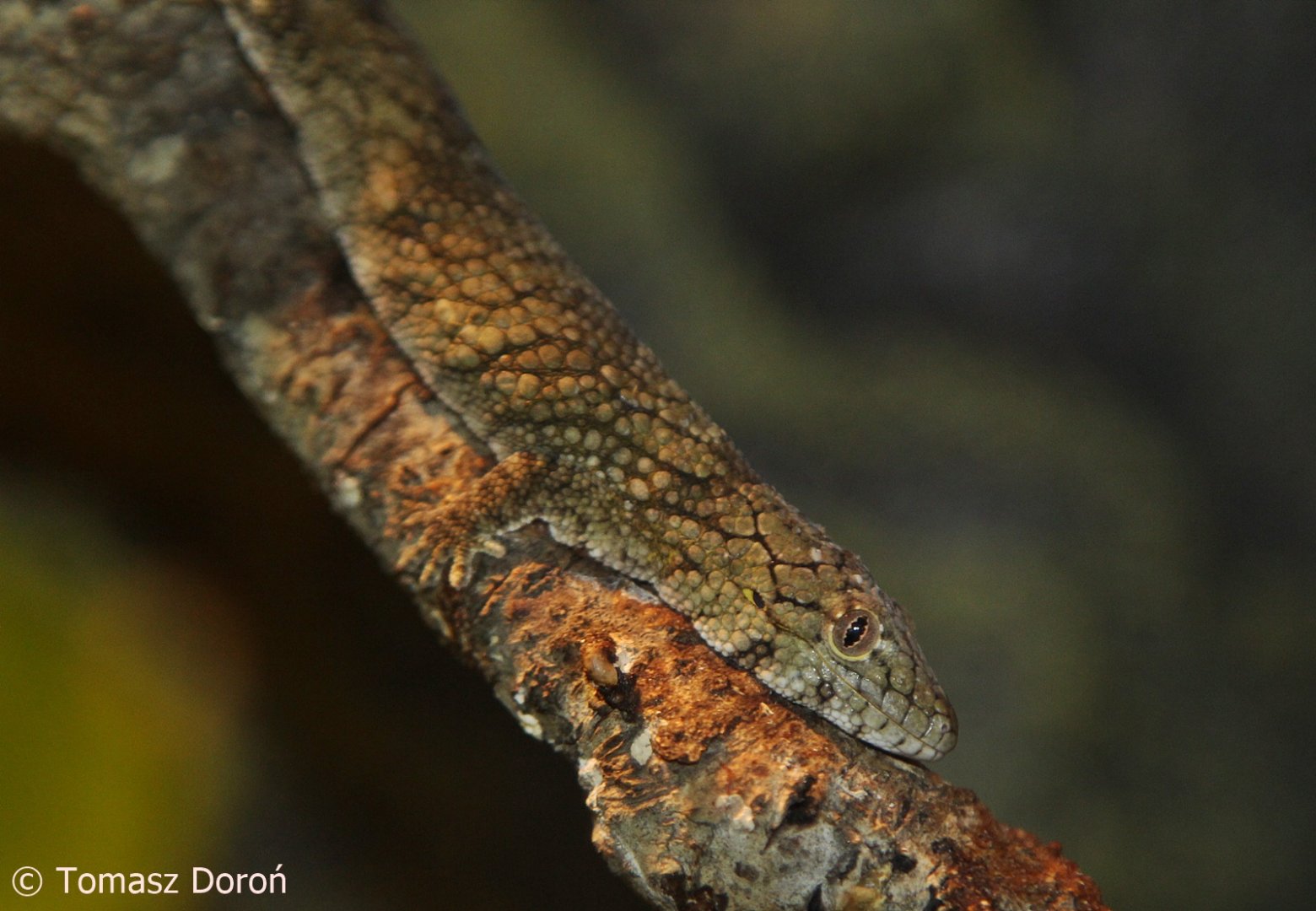 Vieillard's Chamaeleon Gecko (Eurydactylodes vieillardi); December 2017