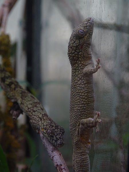 Vieillard's chamaeleon gecko (Eurydactylodes vieillardi)