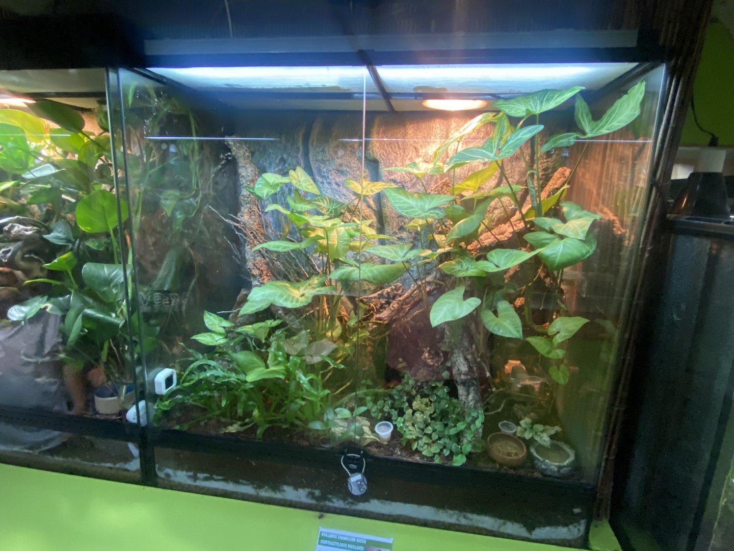 Vieillards chameleon gecko exhibit - IOW Reptilarium 150923