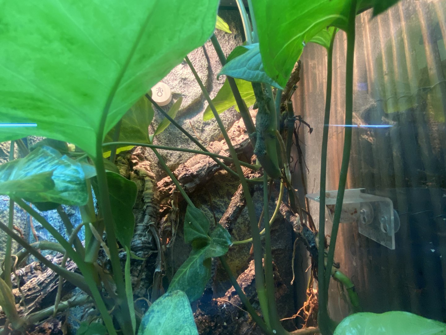 Vieillards chameleon gecko - IOW Reptilarium 150923