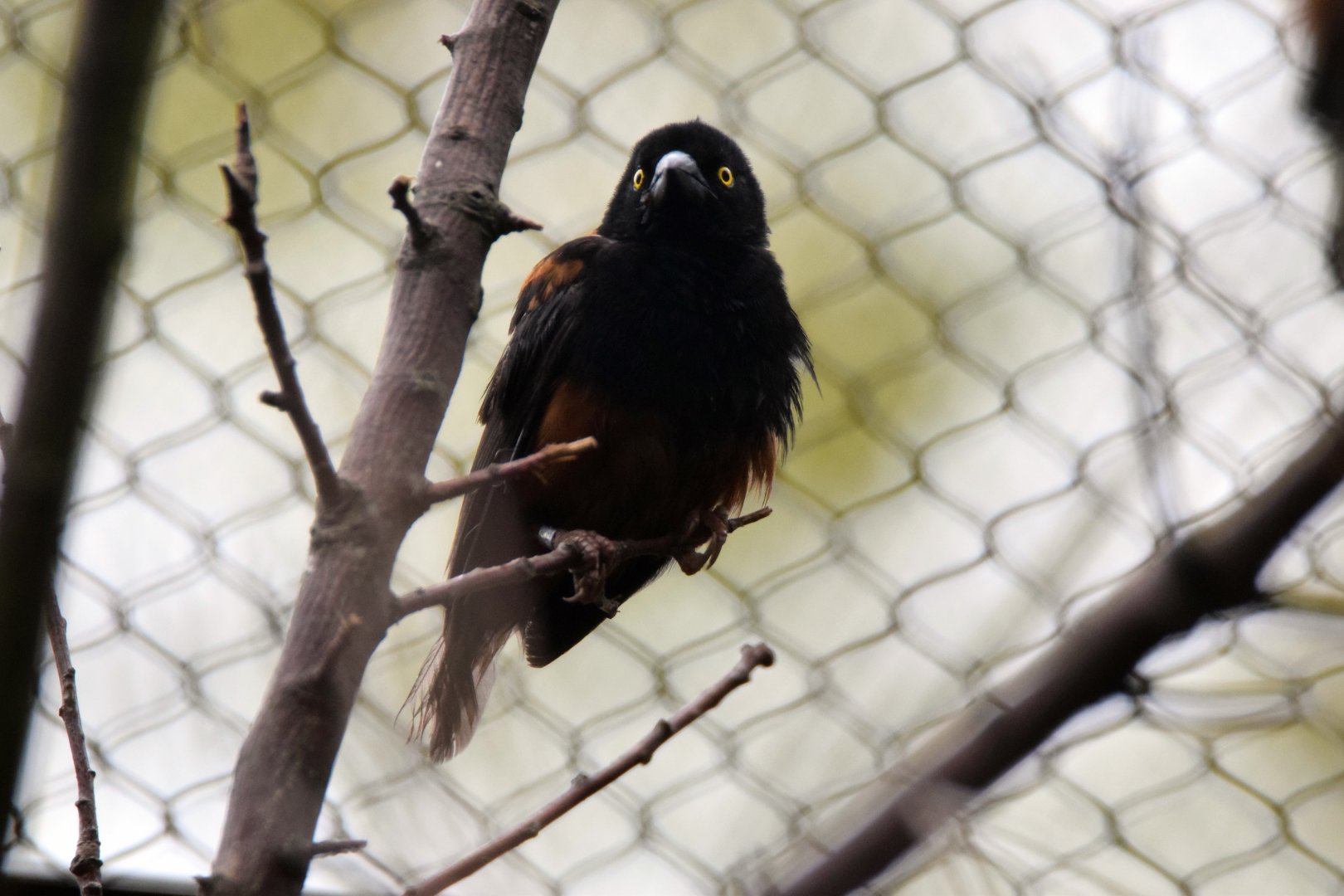 Vieillot´s black weaver, 20.10.2019